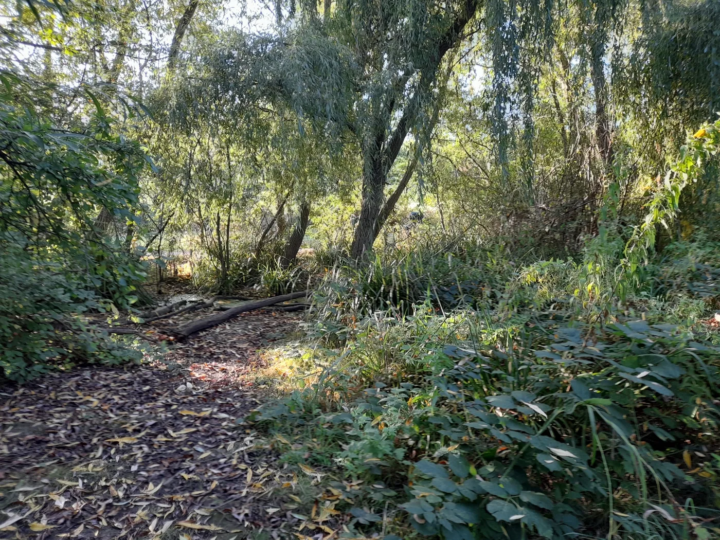 Wet woodland in Alexandra Park. The boardwalk is planned for the wetlands in the park's south-east corner, not the spot pictured.